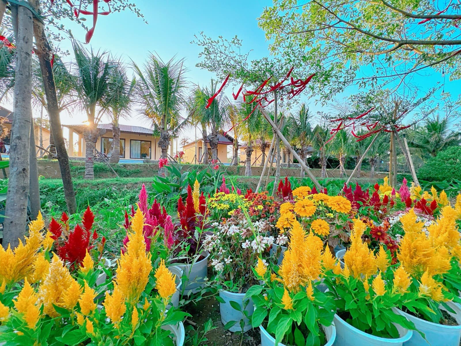 Luống hoa mào gà trước dãy villa lúc chiều muộn